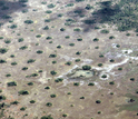 Termite mounds in a sparse landscape in Mozambique.